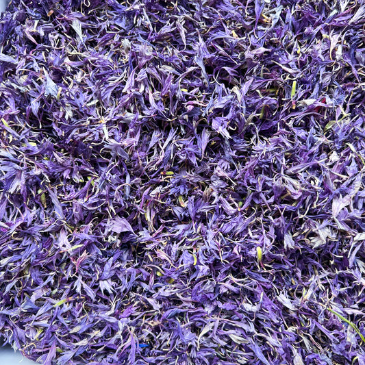 Purple Cornflower Petals